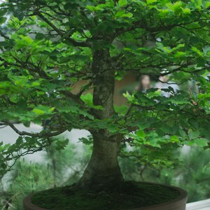 May include: A green bonsai tree with a thick trunk and many branches. The tree is potted in a brown pot and is surrounded by green moss.
