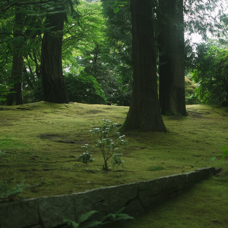 May include: A lush green mossy ground with a stone wall in the foreground.  The ground is covered in moss and there are several large trees in the background.