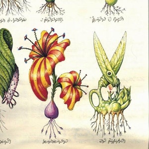 BIZARRE CODEX SERAPHINIANUS World's Strangest Surreal & Indecipherable Encyclopedia, very high resolution full color pdf, 373 pages image 4