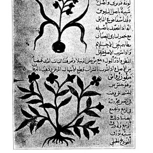 May include: A black and white illustration of two plants from a 12th-century Arabic manuscript of De Materia Medica. The text describes the Awakinash plant and the mankun-ruāsh, a plant of the poppy class. (From Brit. Mus. MS. Orient. No. 3366, fol. 133a.)