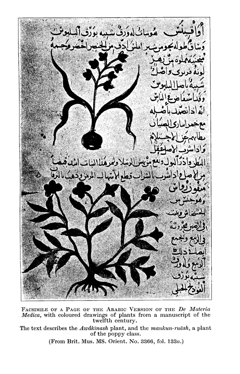 May include: A black and white illustration of two plants from a 12th-century Arabic manuscript of De Materia Medica. The text describes the Awakinash plant and the mankun-ruāsh, a plant of the poppy class. (From Brit. Mus. MS. Orient. No. 3366, fol. 133a.)