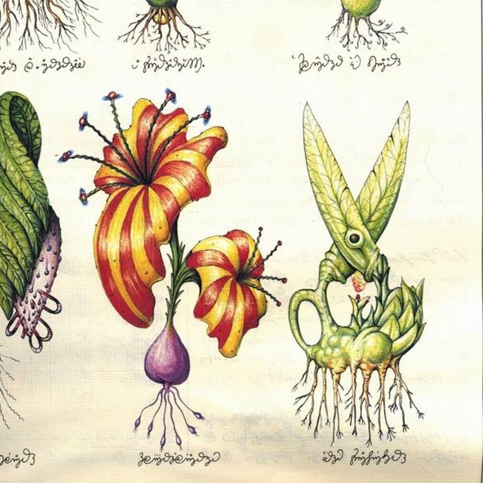 コデックス・セラフィニアヌス（Codex Seraphinianus） Amazon.co.jp: レア コデックス セラフィニアヌス Codex
