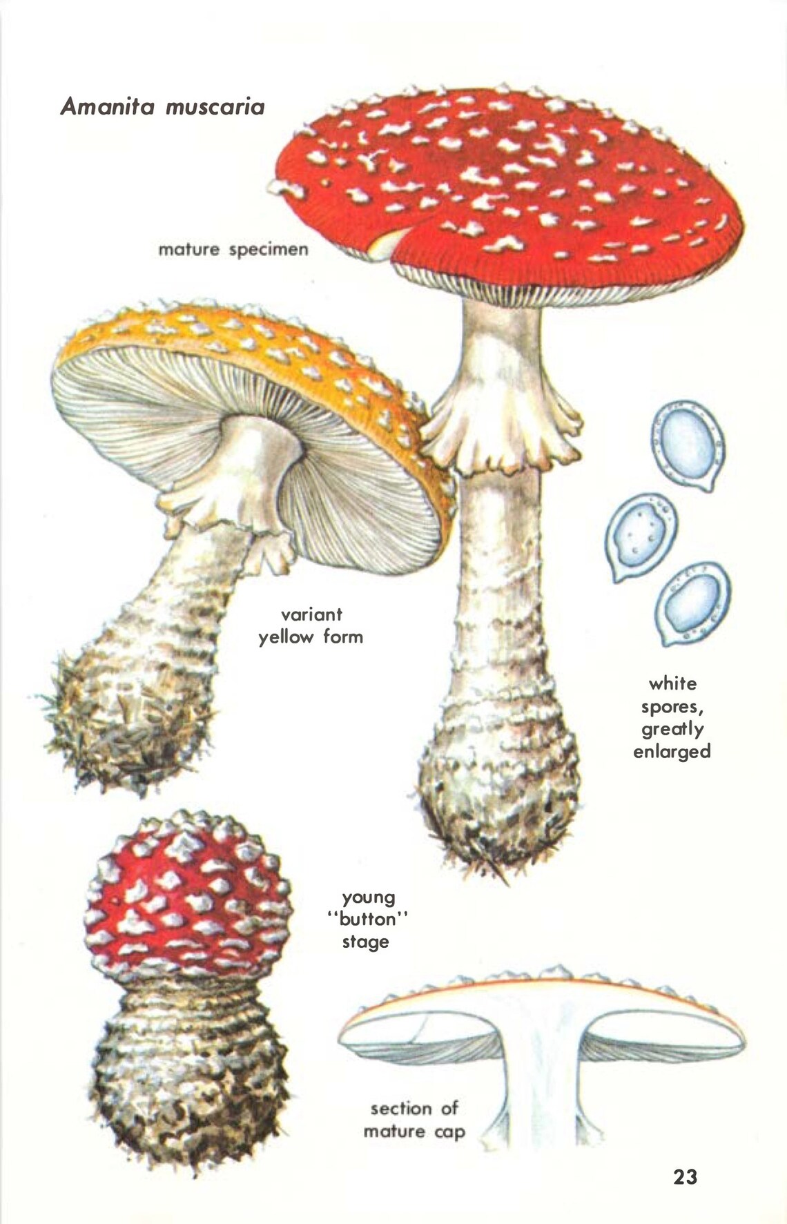 Hallucinogenic Plants A Golden Guide 1976 Full Color Etsy