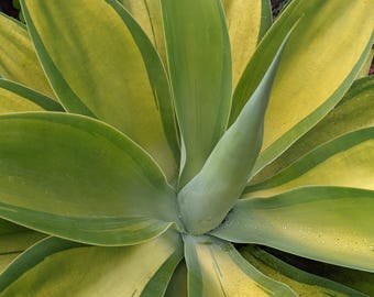 Agave Oteroi (titanota) ( 'filigree Devil') - Etsy