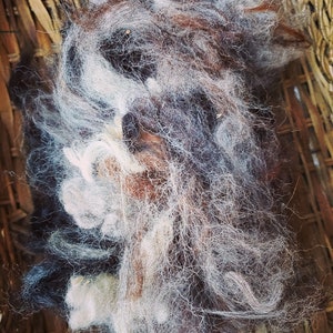 May include: A close-up of a clump of white, brown, and black wool fibers. The fibers are soft and fluffy, and they are arranged in a random pattern.