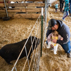 May include: A man holds a baby girl in his arms as they look at a black pig in a pen. The pig is behind a metal fence. The man is wearing a blue shirt and jeans. The baby is wearing a pink and yellow outfit.