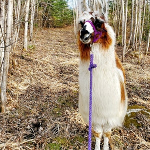May include: A white and brown llama with a purple halter and leash standing in a forest setting. The llama is looking directly at the camera.