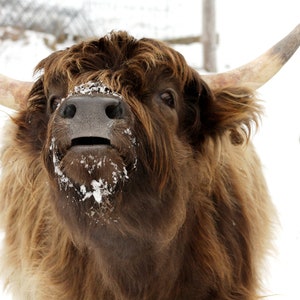 May include: A close-up of a brown Highland cow with long, shaggy fur. The cow has a white nose and is covered in snow. The cow is looking directly at the camera with its mouth open.