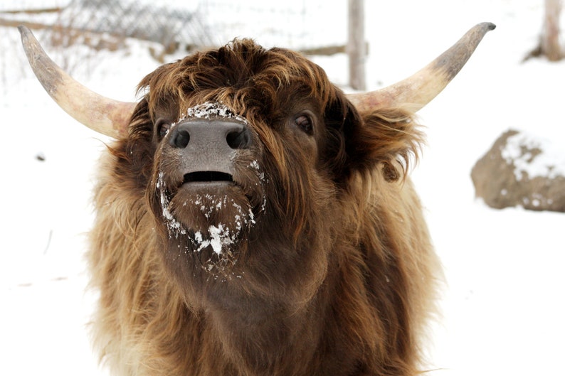 May include: A close-up of a brown Highland cow with long, shaggy fur. The cow has a white nose and is covered in snow. The cow is looking directly at the camera with its mouth open.