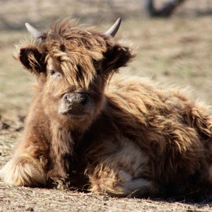 May include: A brown Highland cow with long, shaggy fur lies on the ground with its head resting on its front legs. The cow has a long, bushy tail and large, dark eyes.
