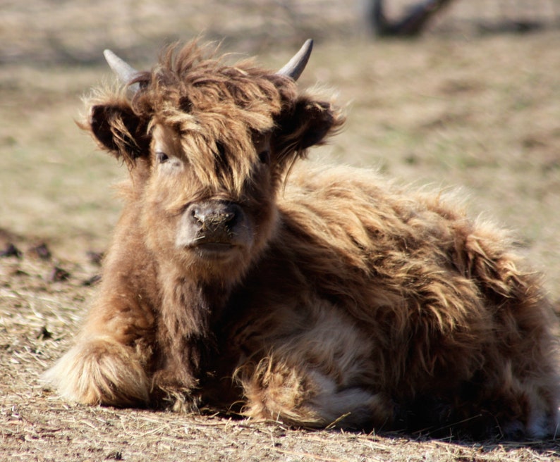 May include: A brown Highland cow with long, shaggy fur lies on the ground with its head resting on its front legs. The cow has a long, bushy tail and large, dark eyes.