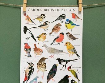 Garden Birds of Britain - Bird identification - Art Print