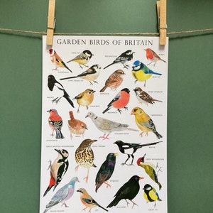 Garden Birds of Britain Bird identification Art Print image 1