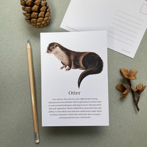 Otter Postcard - Wildlife Nature Flashcard