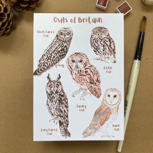 May include: An illustration of five different types of owls found in Britain. The owls are depicted in a watercolor style with brown, white, and gray feathers. The names of each owl are labeled below the image: Short-eared Owl, Long-eared Owl, Tawny Owl, Little Owl, and Barn Owl.