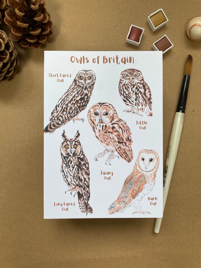May include: An illustration of five different types of owls found in Britain. The owls are depicted in a watercolor style with brown, white, and gray feathers. The names of each owl are labeled below the image: Short-eared Owl, Long-eared Owl, Tawny Owl, Little Owl, and Barn Owl.