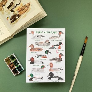 May include: A printable chart featuring illustrations of ducks of Britain. The chart includes the names of each duck species and whether it is a male or female. The chart is printed on white paper with a green background.