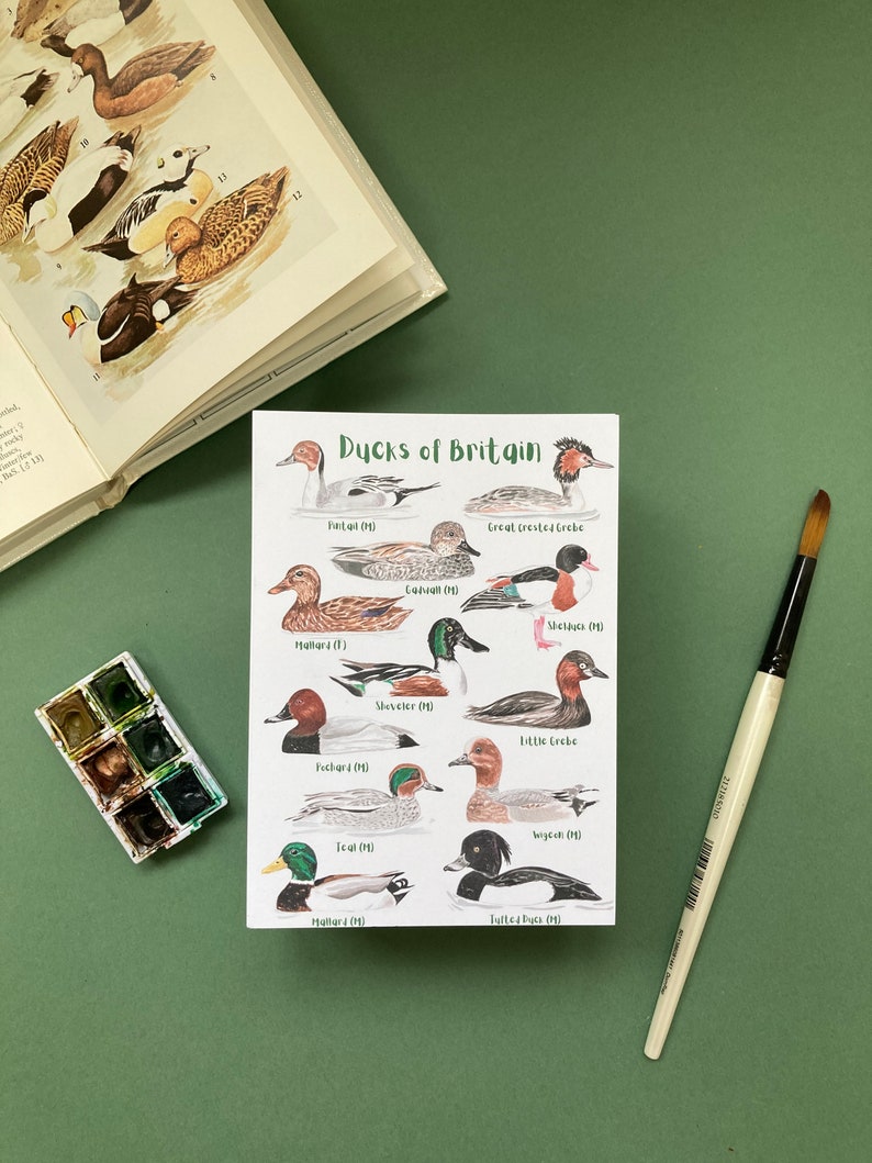 May include: A printable chart featuring illustrations of ducks of Britain. The chart includes the names of each duck species and whether it is a male or female. The chart is printed on white paper with a green background.