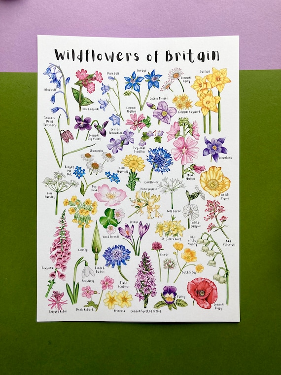 Wildflowers of Britain Art Print - A4 Botanical Wildflower Poster