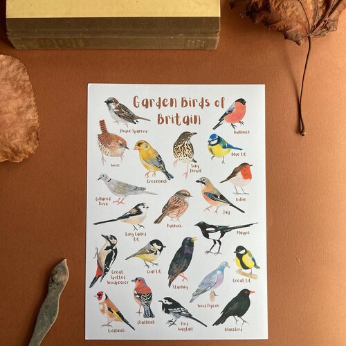 British Garden Birds Identification Chart Wildlife Poster - Etsy UK