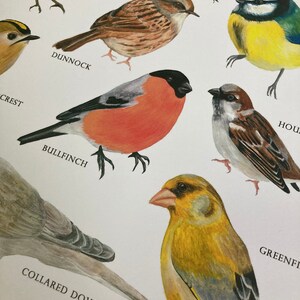 Garden Birds of Britain Bird identification Art Print image 3