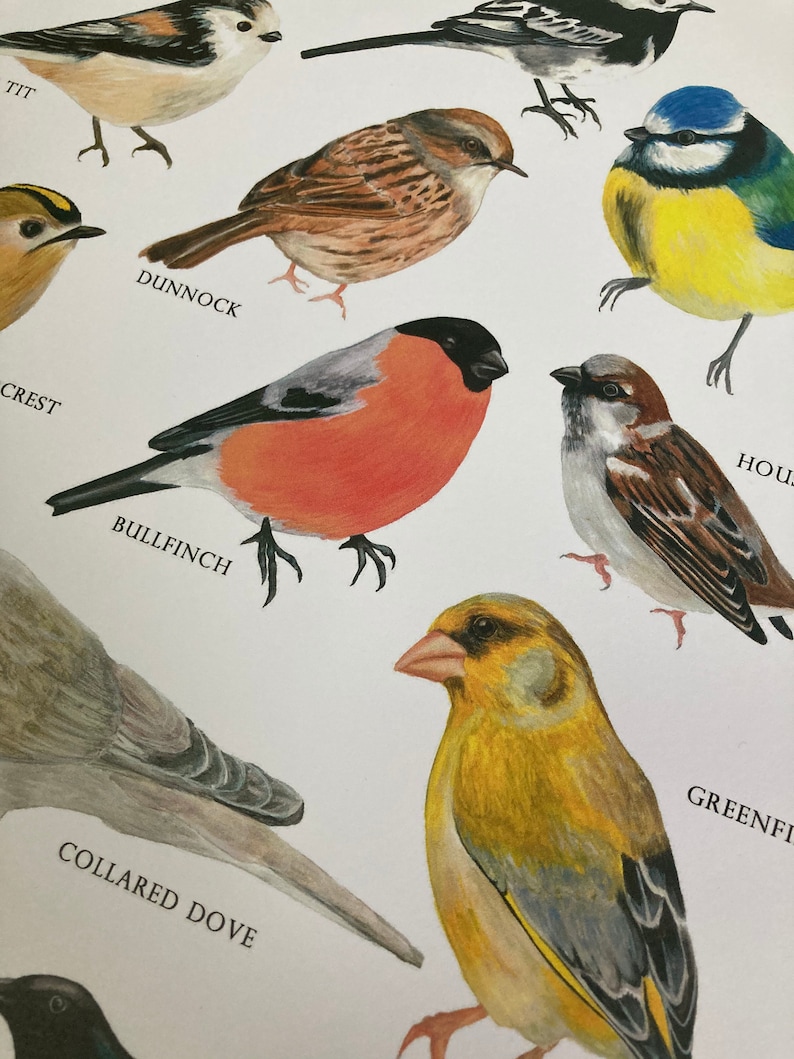 Garden Birds of Britain Bird identification Art Print image 3