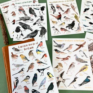 May include: A set of 10 illustrated flashcards featuring different types of birds found in Britain. Each card has a colorful illustration of a bird with its name printed below. The cards are organized by bird type, such as 'Water Birds of Britain', 'Ducks of Britain', 'Corvids of Britain', 'Woodland Birds of Britain', 'Garden Birds of Britain', and 'Summer Visitors of Britain'.