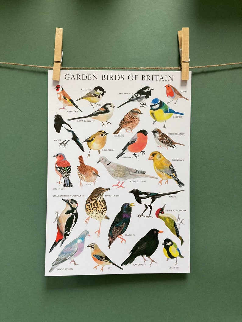 Garden Birds of Britain Bird identification Art Print image 1