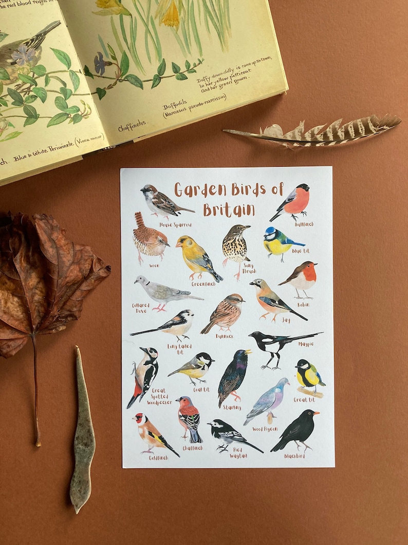 British Garden Birds Identification Chart - Wildlife Poster - Nature ...