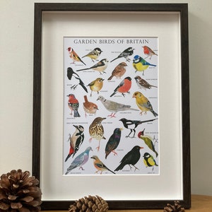 Garden Birds of Britain Bird identification Art Print image 5