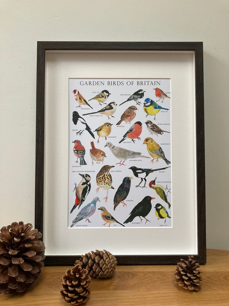 Garden Birds of Britain Bird identification Art Print image 5