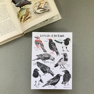 May include: Illustration of nine different types of Corvids of Britain, including the Jay, Magpie, Chough, Jackdaw, Hooded Crow, Rook, Magpie, Raven, and Carrion Crow. Each bird is depicted in a realistic style with black and white coloring.