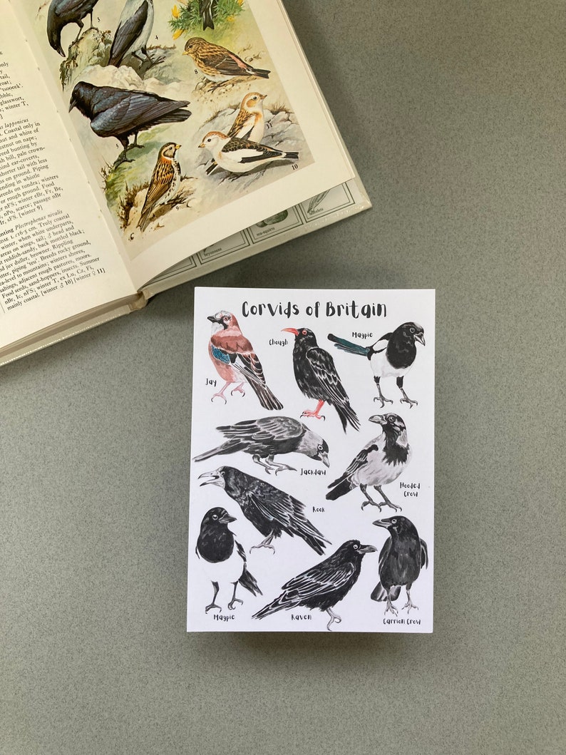 May include: Illustration of nine different types of Corvids of Britain, including the Jay, Magpie, Chough, Jackdaw, Hooded Crow, Rook, Magpie, Raven, and Carrion Crow. Each bird is depicted in a realistic style with black and white coloring.