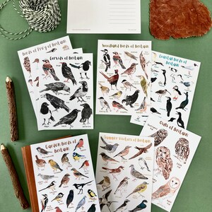 May include: Set of 8 illustrated postcards featuring different types of birds of Britain. The cards are printed on white cardstock and feature watercolor illustrations of birds, including owls, corvids, birds of prey, woodland birds, coastal birds, garden birds, and summer visitors. Each card has the name of the bird species printed below the illustration.