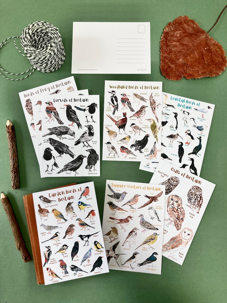 May include: Set of 8 illustrated postcards featuring different types of birds of Britain. The cards are printed on white cardstock and feature watercolor illustrations of birds, including owls, corvids, birds of prey, woodland birds, coastal birds, garden birds, and summer visitors. Each card has the name of the bird species printed below the illustration.