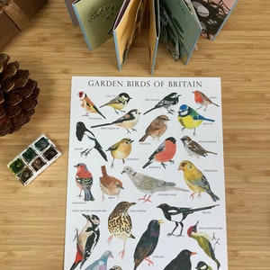Garden Birds of Britain Bird identification Art Print image 2