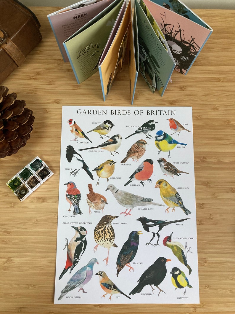 Garden Birds of Britain Bird identification Art Print image 2