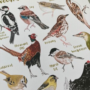 May include: A colorful illustration of woodland birds of Britain, including a Great Spotted Woodpecker, a Jay, a Chiffchaff, a Tree Creeper, a Redwing, a Pheasant, a Green Woodpecker, a Goldcrest, a Siskin, a Marsh Tit.