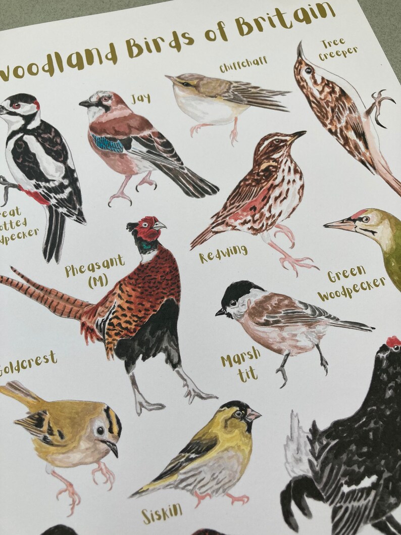 May include: A colorful illustration of woodland birds of Britain, including a Great Spotted Woodpecker, a Jay, a Chiffchaff, a Tree Creeper, a Redwing, a Pheasant, a Green Woodpecker, a Goldcrest, a Siskin, a Marsh Tit.