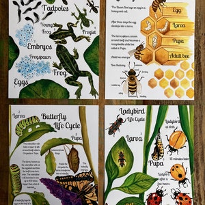Bee - Frog - Butterfly - Ladybird Life Cycle Nature Print