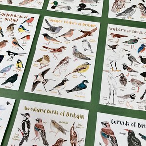 May include: A set of ten illustrated cards featuring different types of birds found in Britain. Each card has a white background with colorful illustrations of birds and their names. The cards are titled "Garden Birds of Britain", "Summer Visitors of Britain", "Waterside Birds of Britain", "Woodland Birds of Britain", and "Corvids of Britain".
