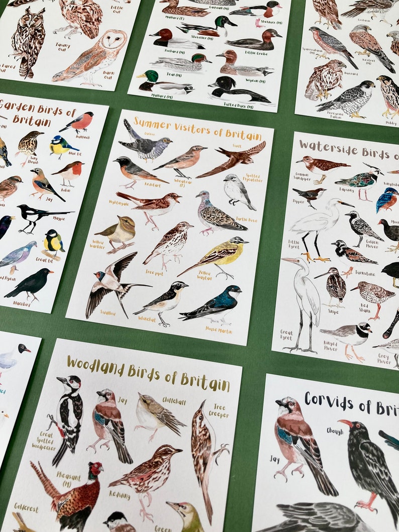 May include: A set of ten illustrated cards featuring different types of birds found in Britain. Each card has a white background with colorful illustrations of birds and their names. The cards are titled "Garden Birds of Britain", "Summer Visitors of Britain", "Waterside Birds of Britain", "Woodland Birds of Britain", and "Corvids of Britain".