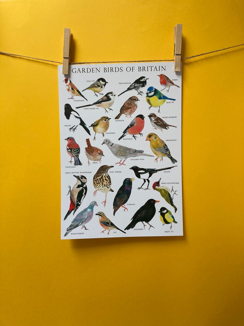 Garden Birds of Britain Bird identification Art Print image 6