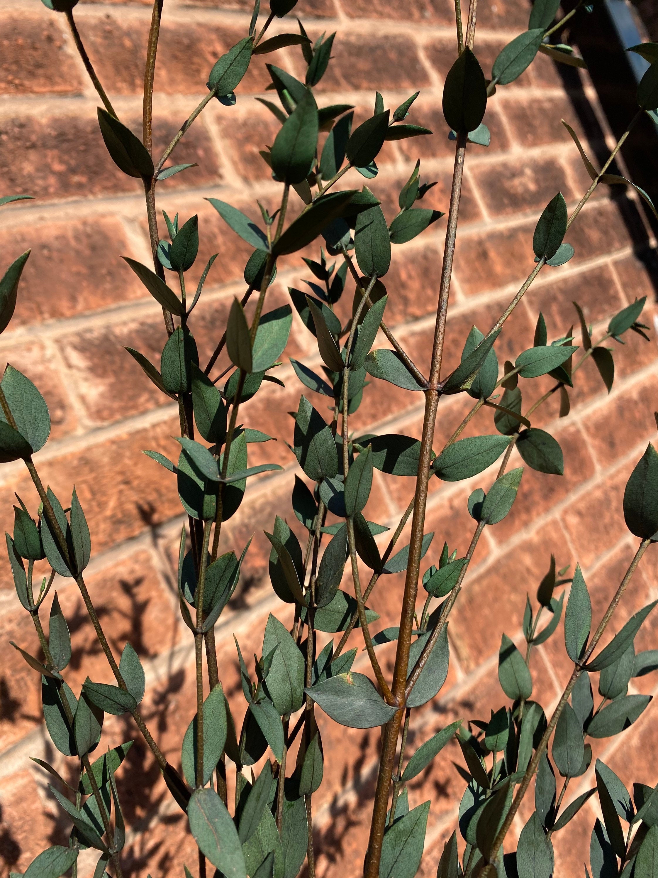 Preserved Eucalyptus Parvifolia Stems Etsy