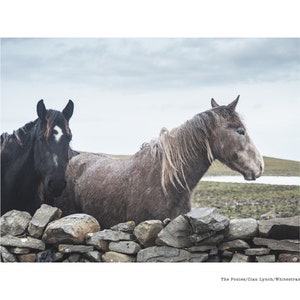Photography print of local horses in West Clare, Ireland, Wild Atlantic Way