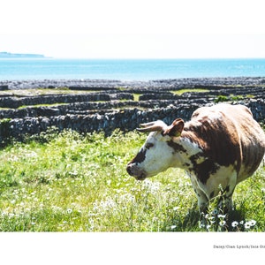 Photography print of cow grazing on Inis Oirr, West Clare, Ireland