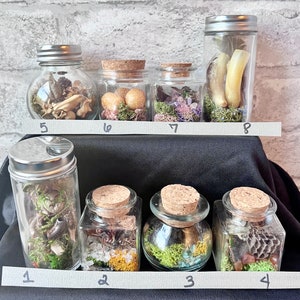 Curiosity vials, oddity vials, witchy gifts, vulture culture, weird gifts, curio vial, oddity jars, cabinet of curiosities, entomology gifts