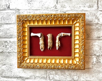 Mummified pig feet, bone art, framed animal bones, oddity decor for home, orthopedic art for office, Veterinarian gift, science gift for him