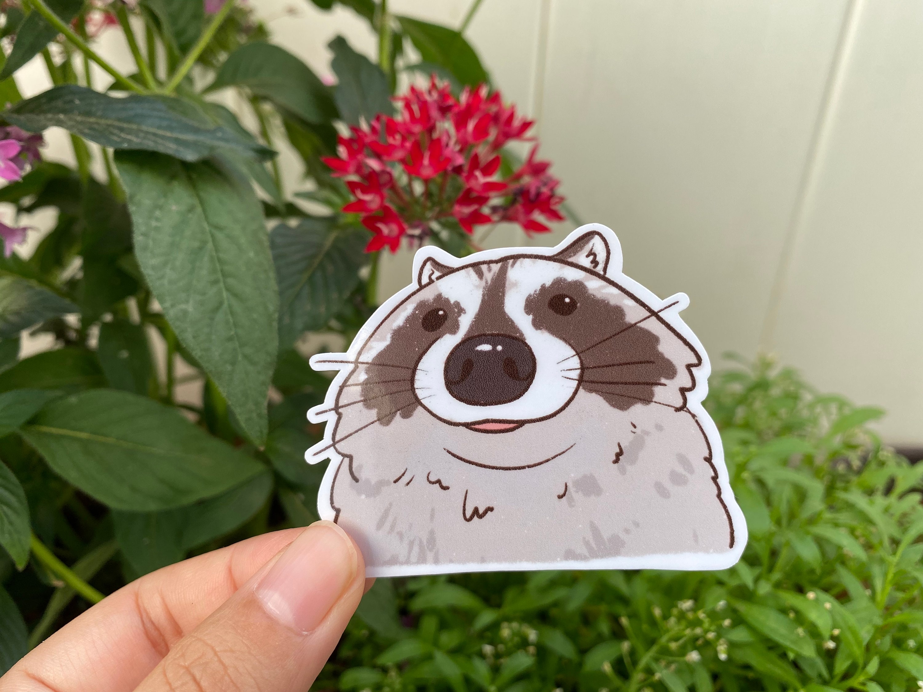 Raccoon Close up Funny Sticker Raccoon Sticker Gifts - Etsy