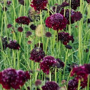 20 seeds Black Knight Sweet Scabious, Scabiosa atropurpurea